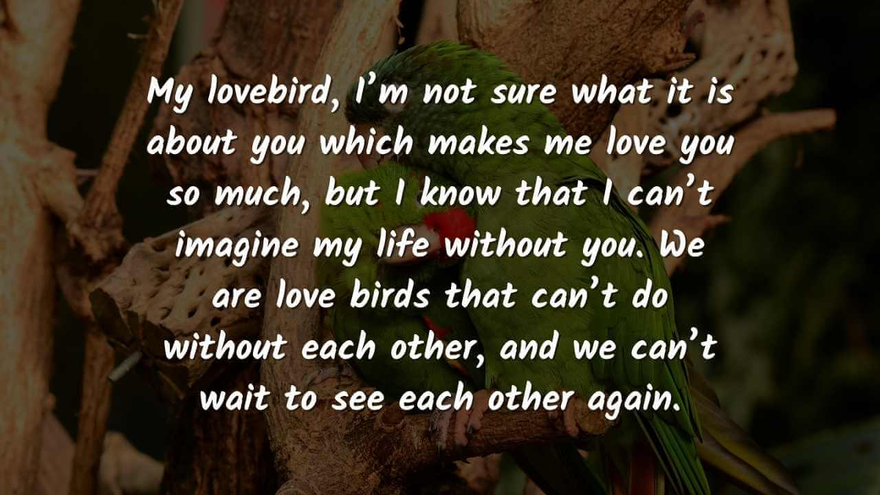 My lovebird, I’m not sure what it is about you which makes me love you so much, but I know that I can’t imagine my life without you. We are love birds that can’t do without each other, and we can’t wait to see each other again. love birds quotes images 