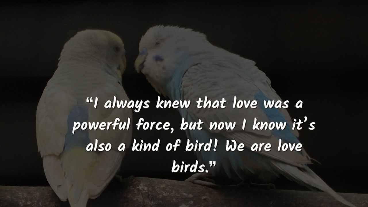 ❝I always knew that love was a powerful force, but now I know it’s also a kind of bird! We are love birds.❞ love birds images 
