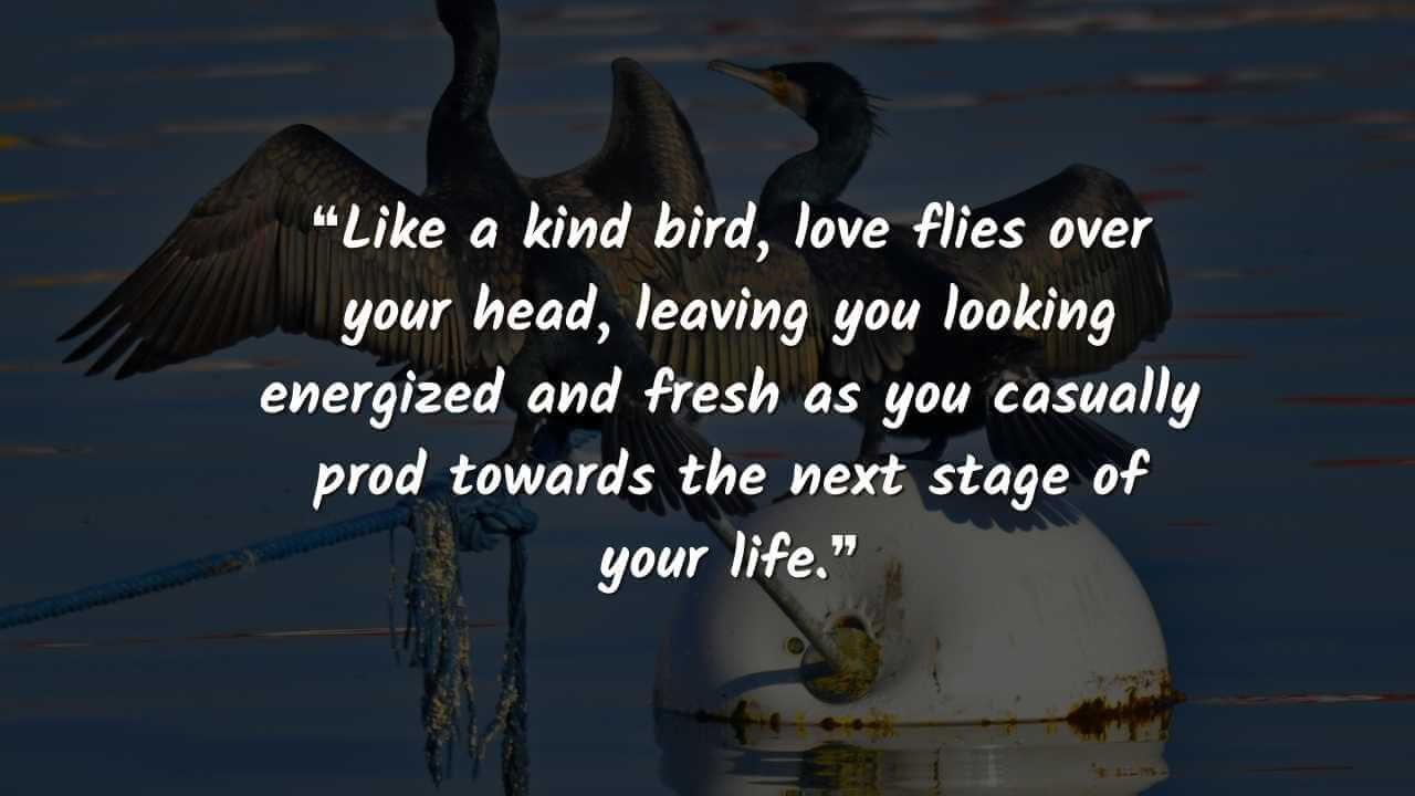 ❝Like a kind bird, love flies over your head, leaving you looking energized and fresh as you casually prod towards the next stage of your life.❞ love birds images along with best quotes