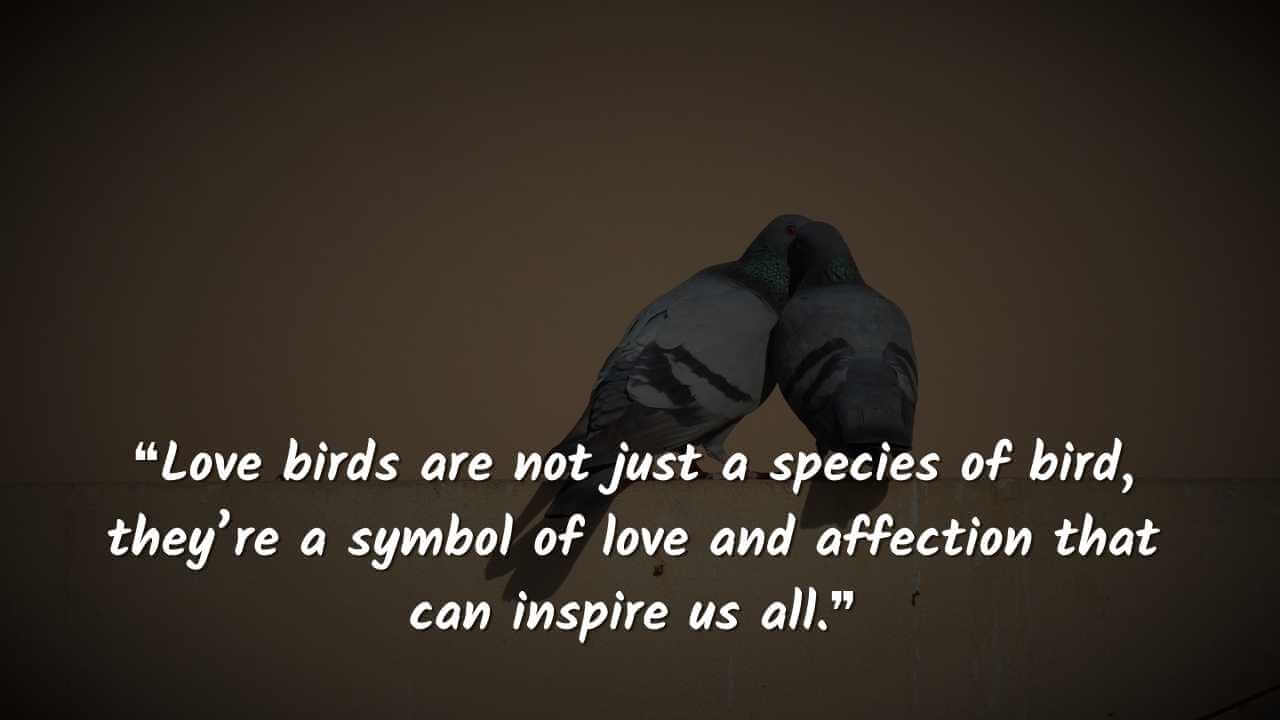 ❝Love birds are not just a species of bird, they’re a symbol of love and affection that can inspire us all.❞ love birds quotes images 