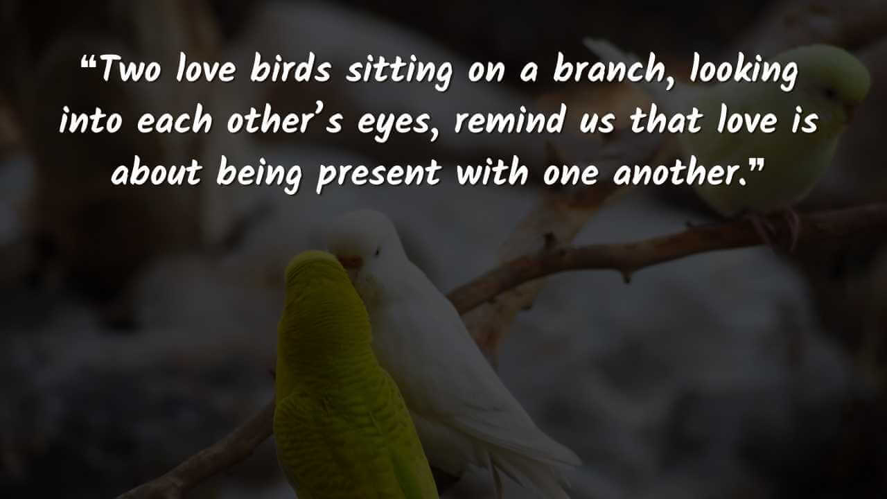❝Two love birds sitting on a branch, looking into each other’s eyes, remind us that love is about being present with one another.❞ love birds images 