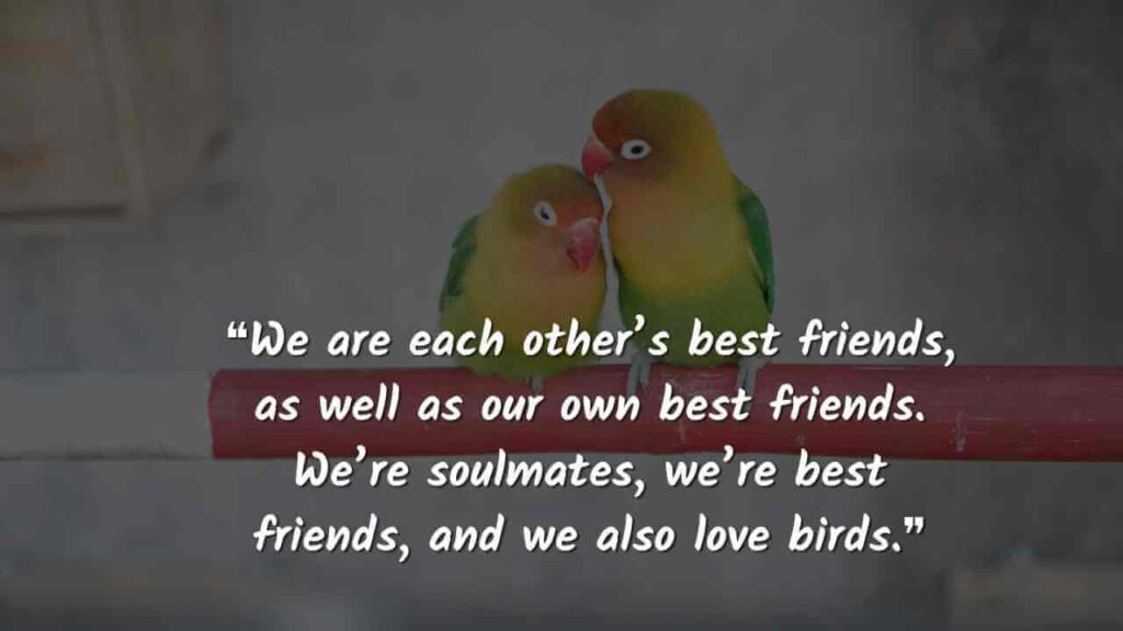 ❝We are each other’s best friends, as well as our own best friends. We’re soulmates, we’re best friends, and we also love birds.❞ love birds quotes images 